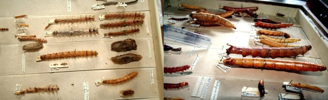 Blown larvae Collection