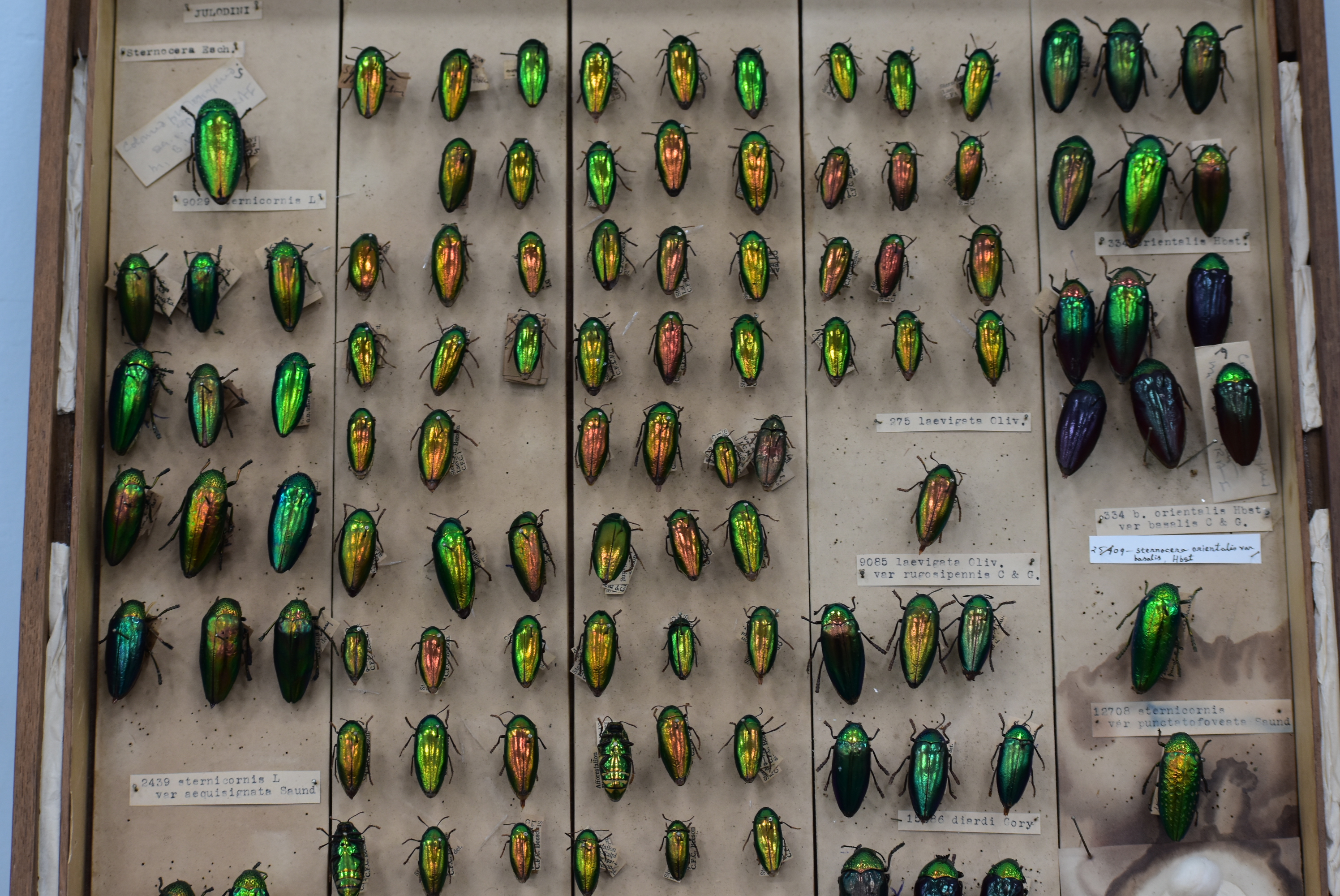 Pinned moth specimens