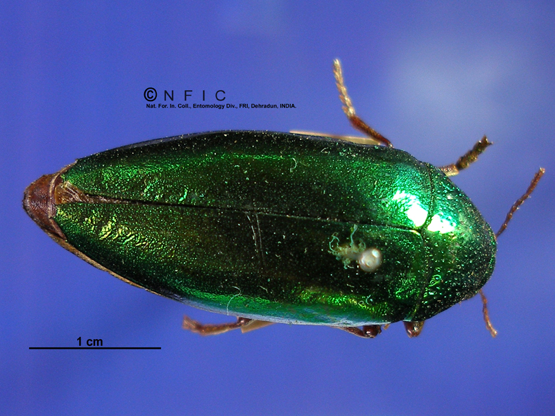 Jewel beetle