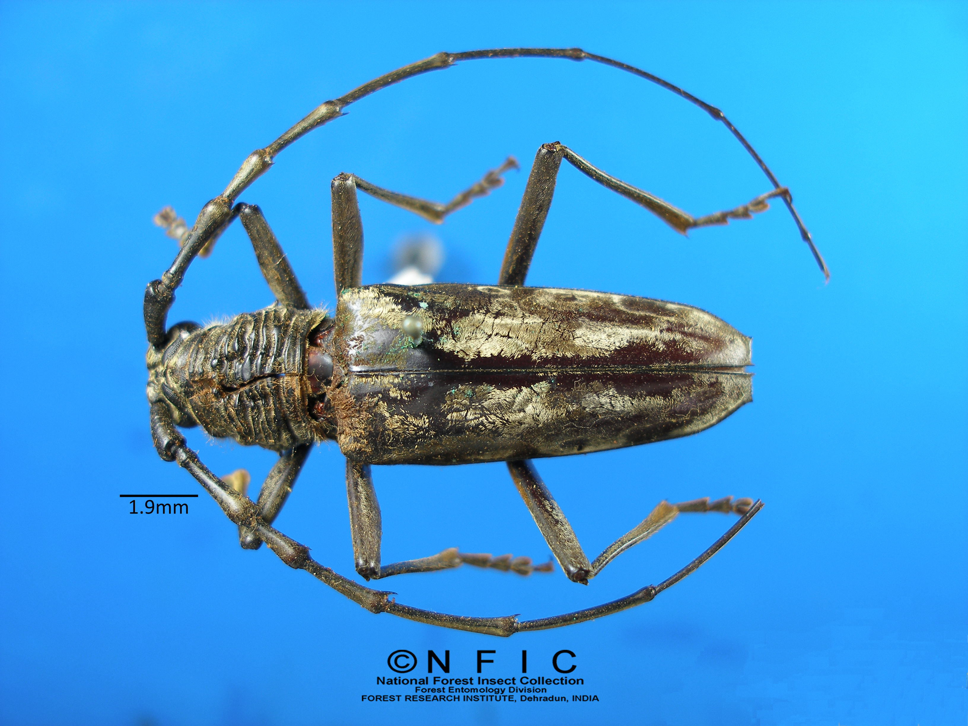 Longhorn beetle