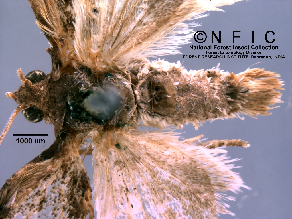 NFIC Database
