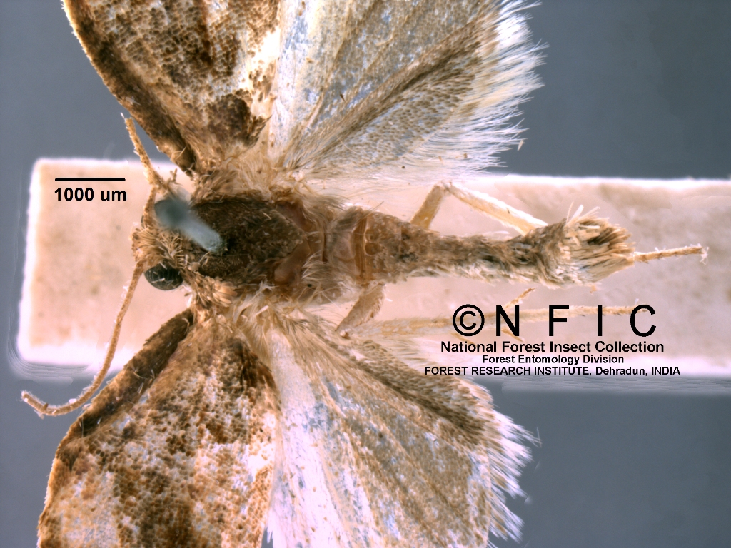 Icfre Insect Collection NFIC Database