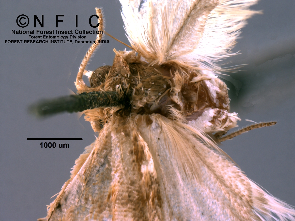 Icfre Insect Collection NFIC Database