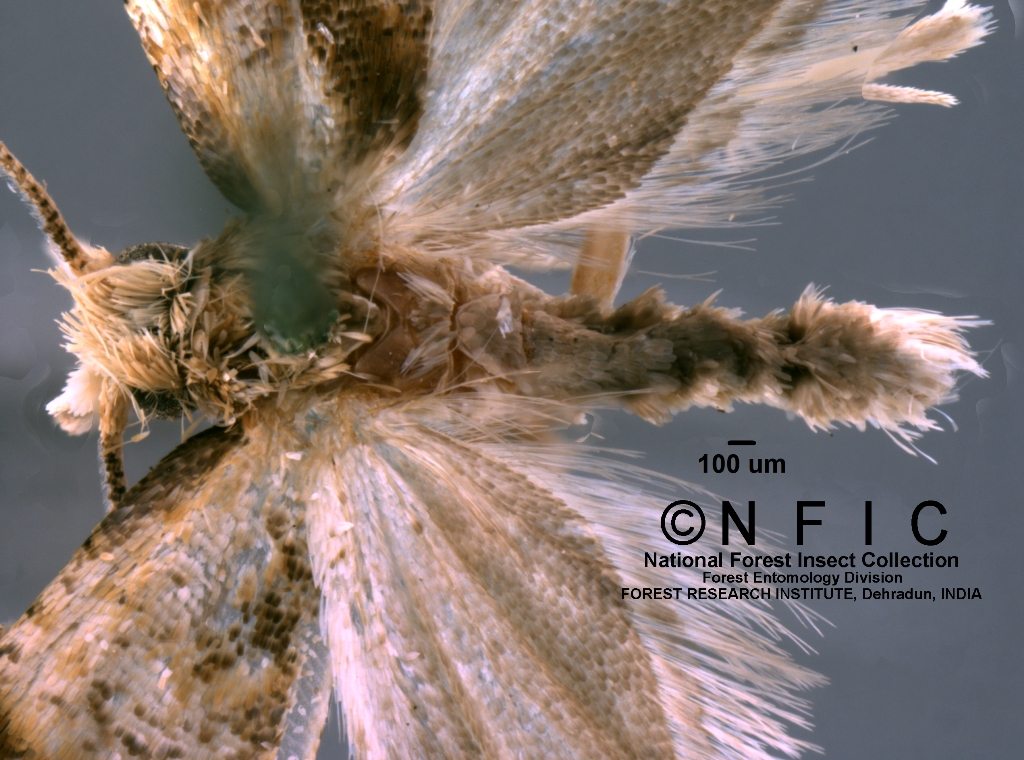 Icfre Insect Collection NFIC Database