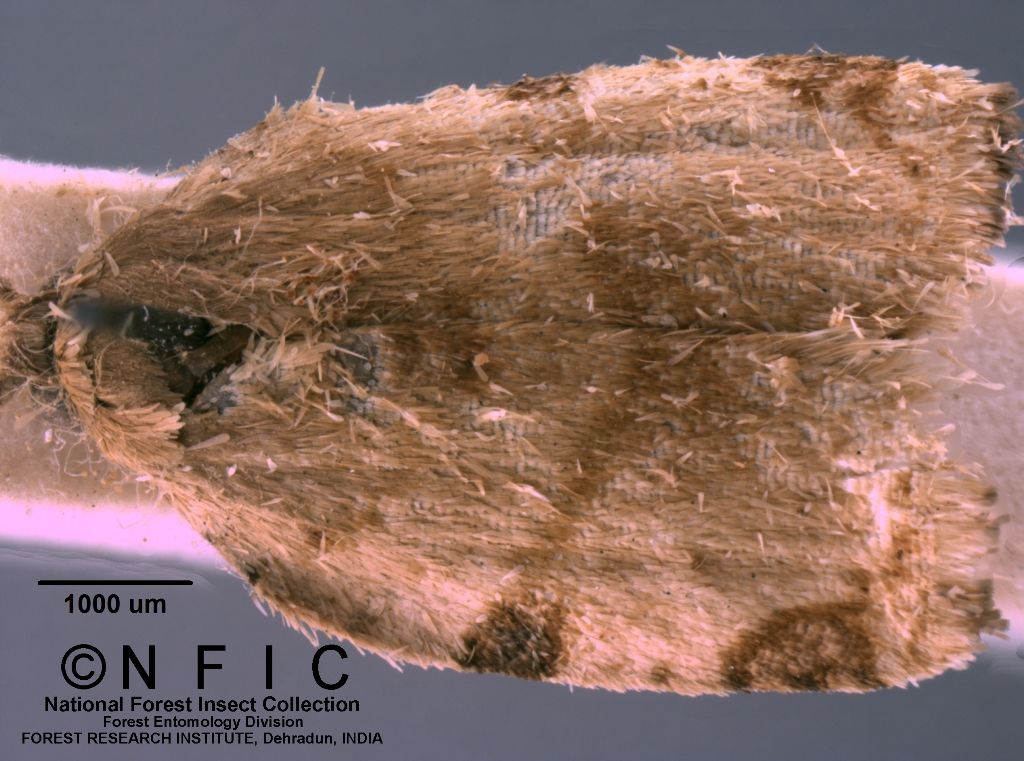 Jft Insect NFIC Database