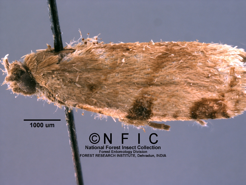 Icfre Insect Collection NFIC Database