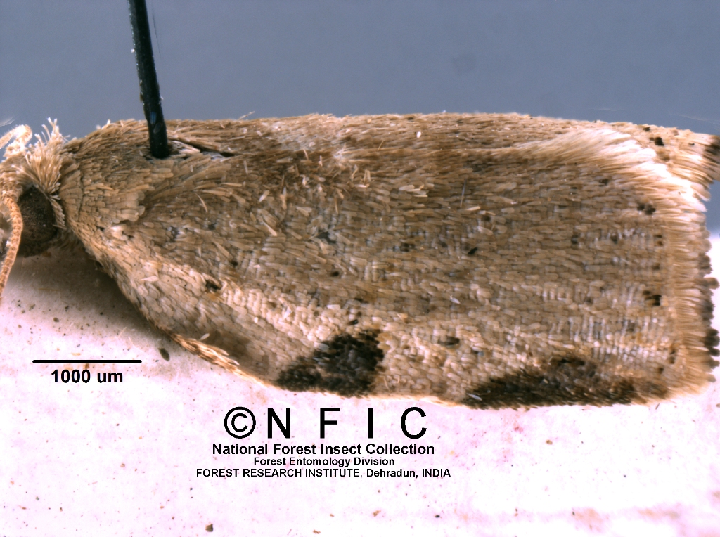 Icfre Insect Collection NFIC Database