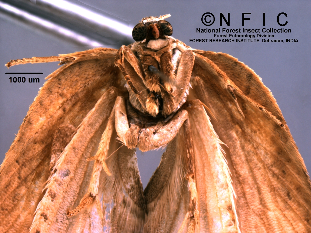 Icfre Insect Collection NFIC Database