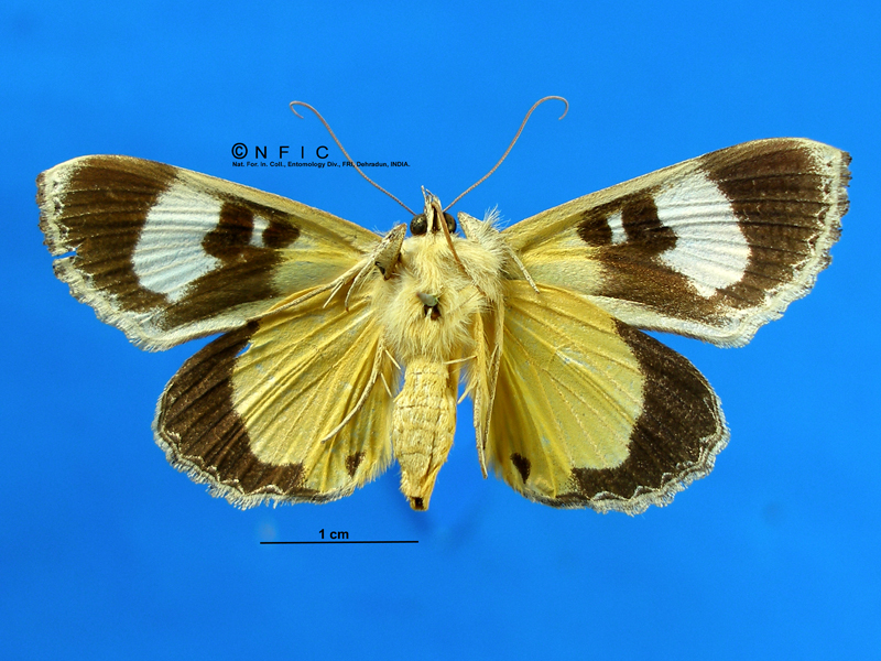 NFIC Database