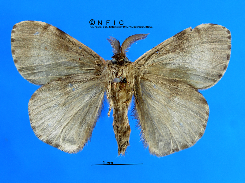 NFIC Database