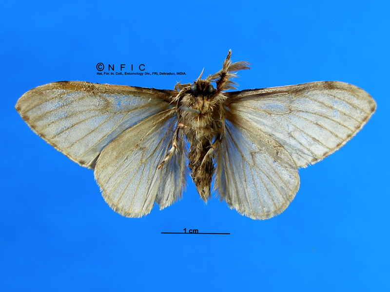 NFIC Database