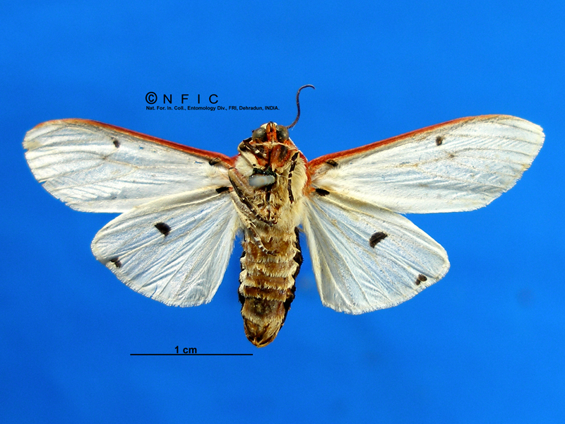 NFIC Database