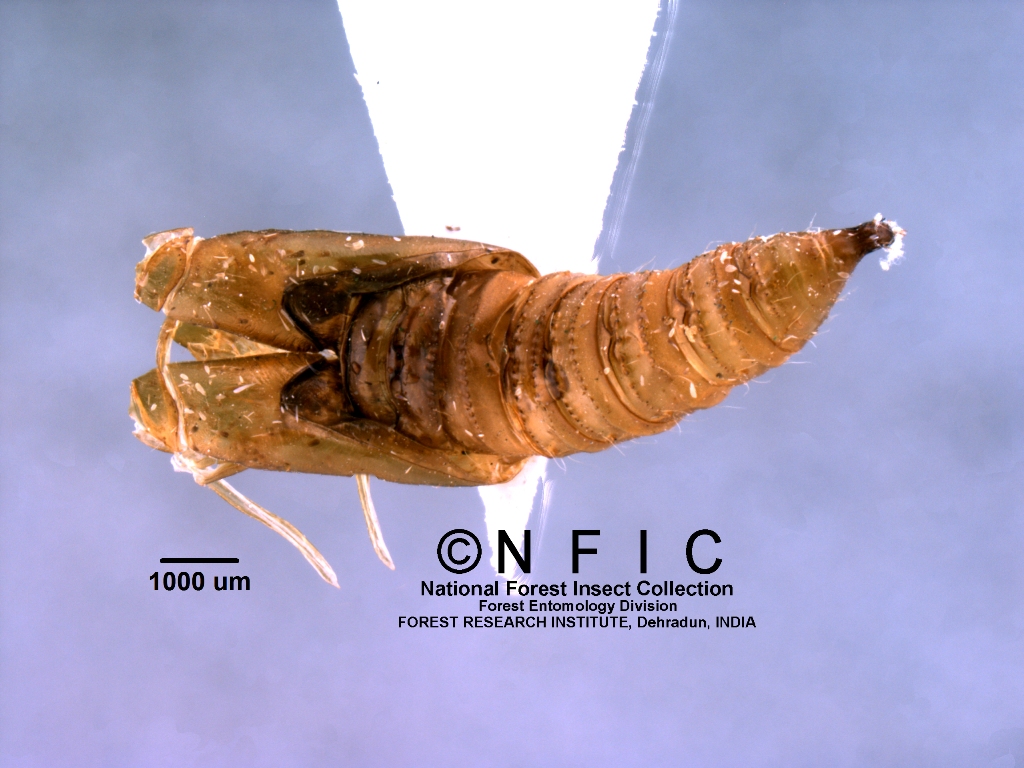 Icfre Insect Collection NFIC Database